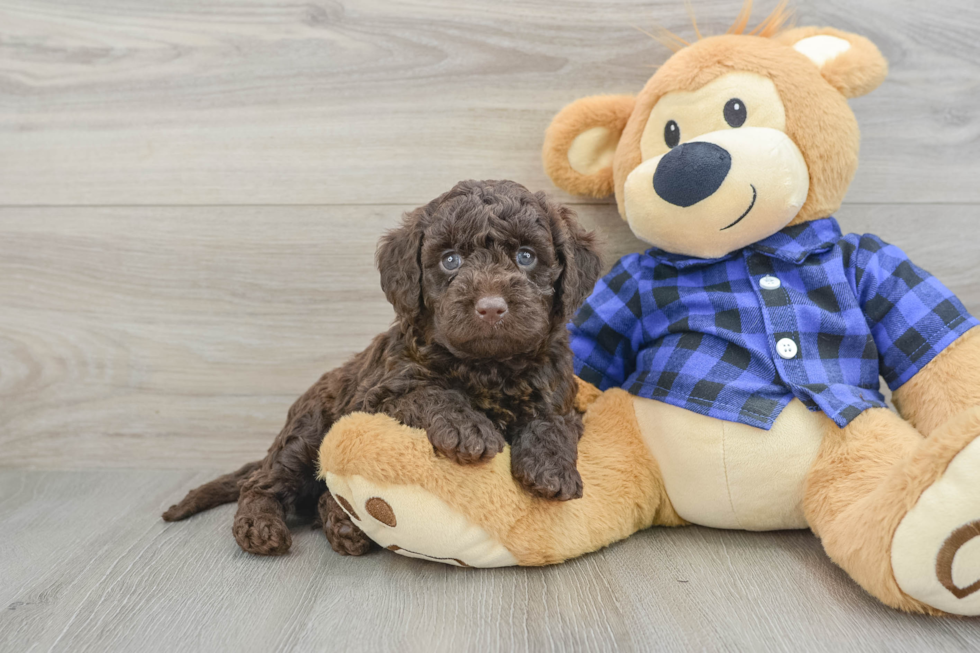 Mini Labradoodle Puppy for Adoption