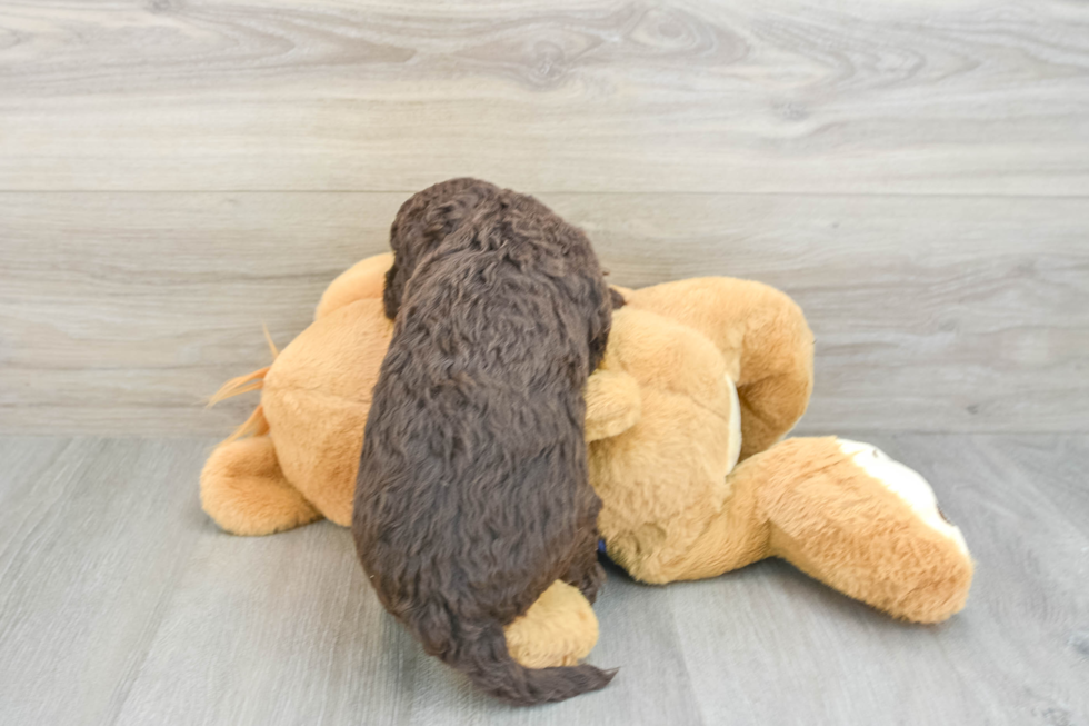 Petite Mini Labradoodle Poodle Mix Pup