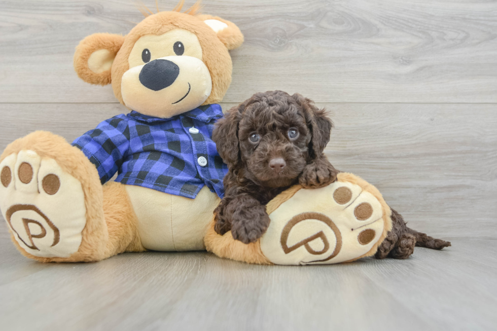 Petite Mini Labradoodle Poodle Mix Pup