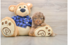 Smart Mini Labradoodle Poodle Mix Pup