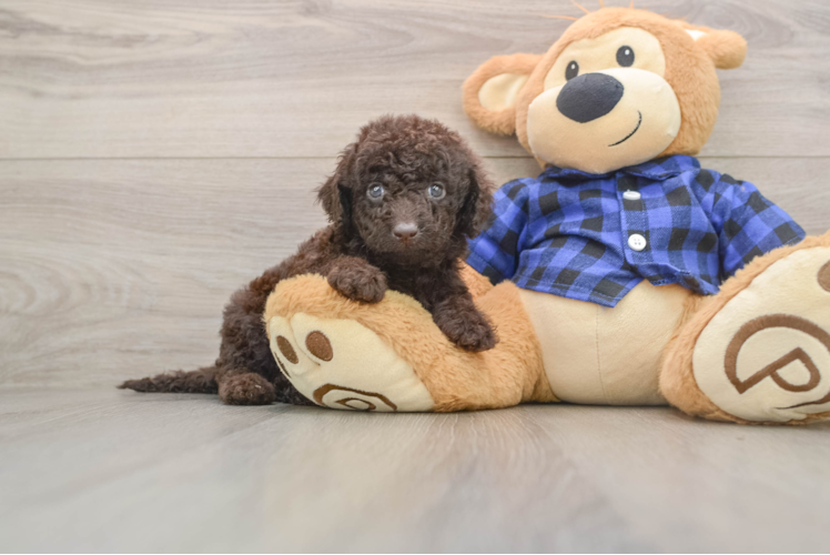 Best Mini Labradoodle Baby