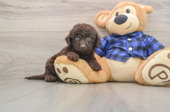GRACELYNN, a Mini Labradoodle littermate