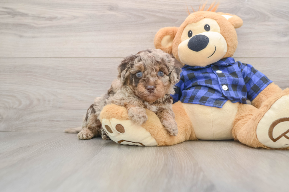 Best Mini Labradoodle Baby