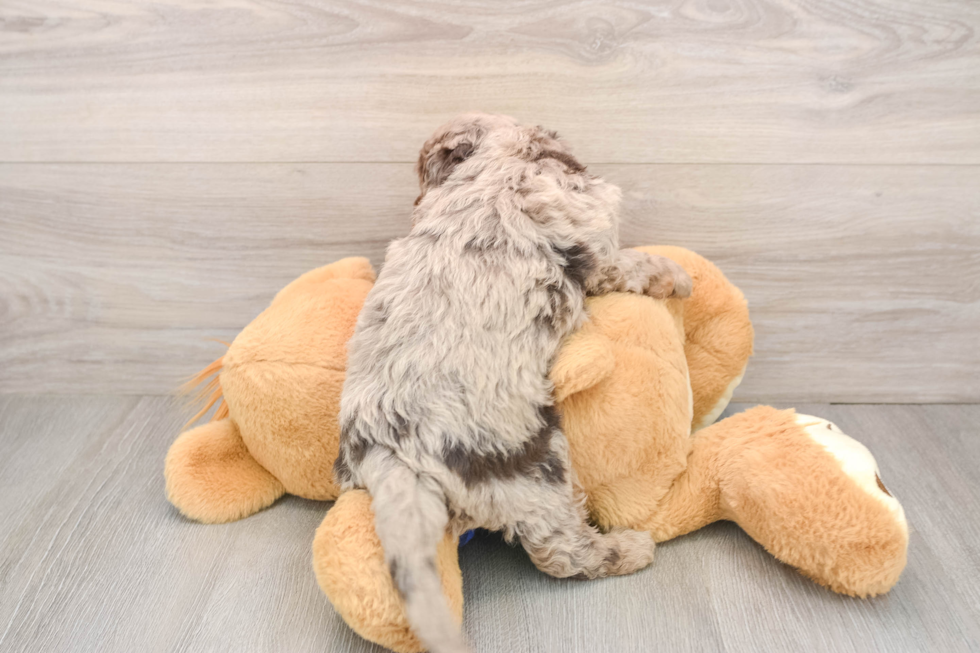 Happy Mini Labradoodle Baby