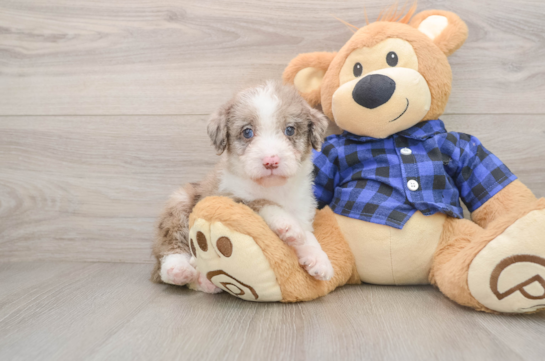 KAHLUA, a Mini Labradoodle littermate