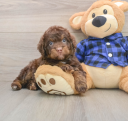 5 week old Mini Labradoodle Puppy For Sale - Premier Pups