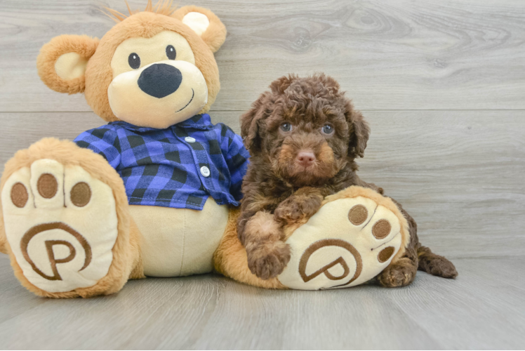 Mini Labradoodle Puppy for Adoption