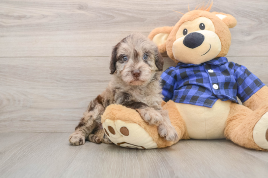 KASSIDY, a Mini Labradoodle littermate