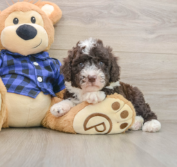5 week old Mini Labradoodle Puppy For Sale - Premier Pups