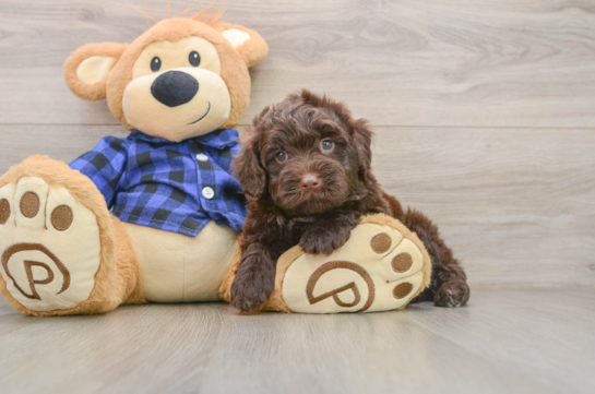 KODAH, a Mini Labradoodle littermate
