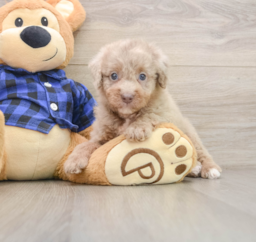 5 week old Mini Labradoodle Puppy For Sale - Premier Pups