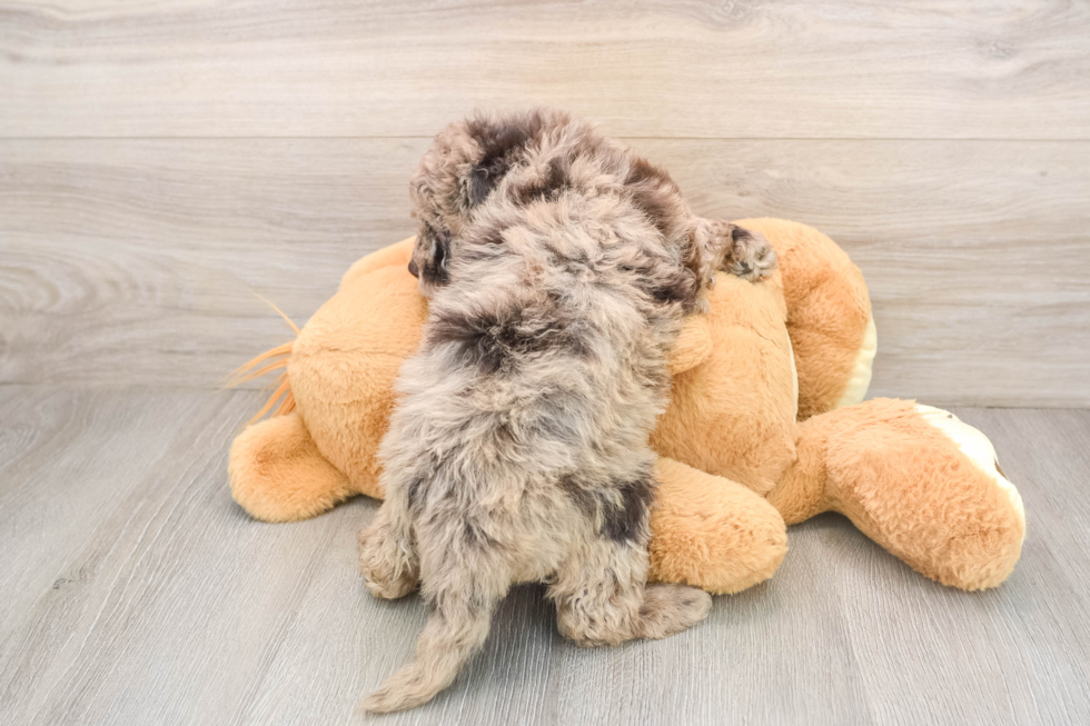 Mini Labradoodle Puppy for Adoption