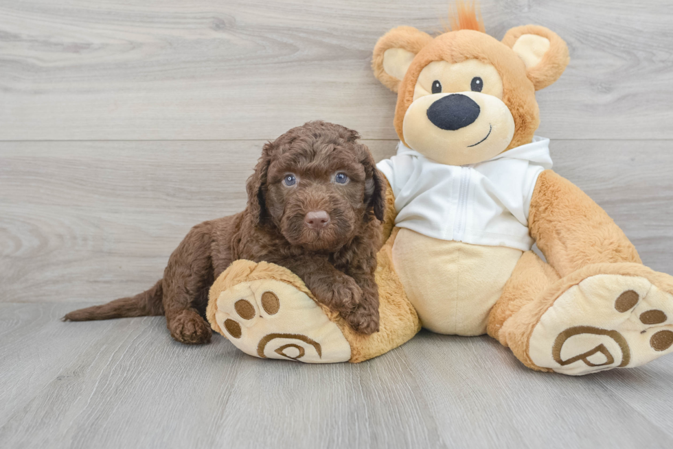 Mini Labradoodle Puppy for Adoption