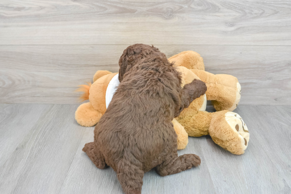 Petite Mini Labradoodle Poodle Mix Pup