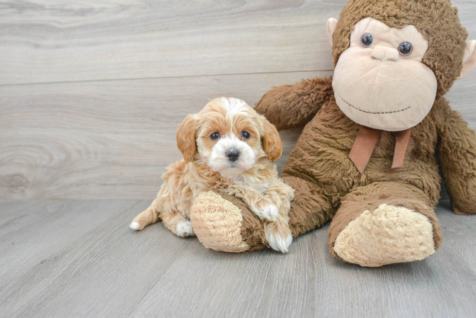 Funny Mini Labradoodle Poodle Mix Pup