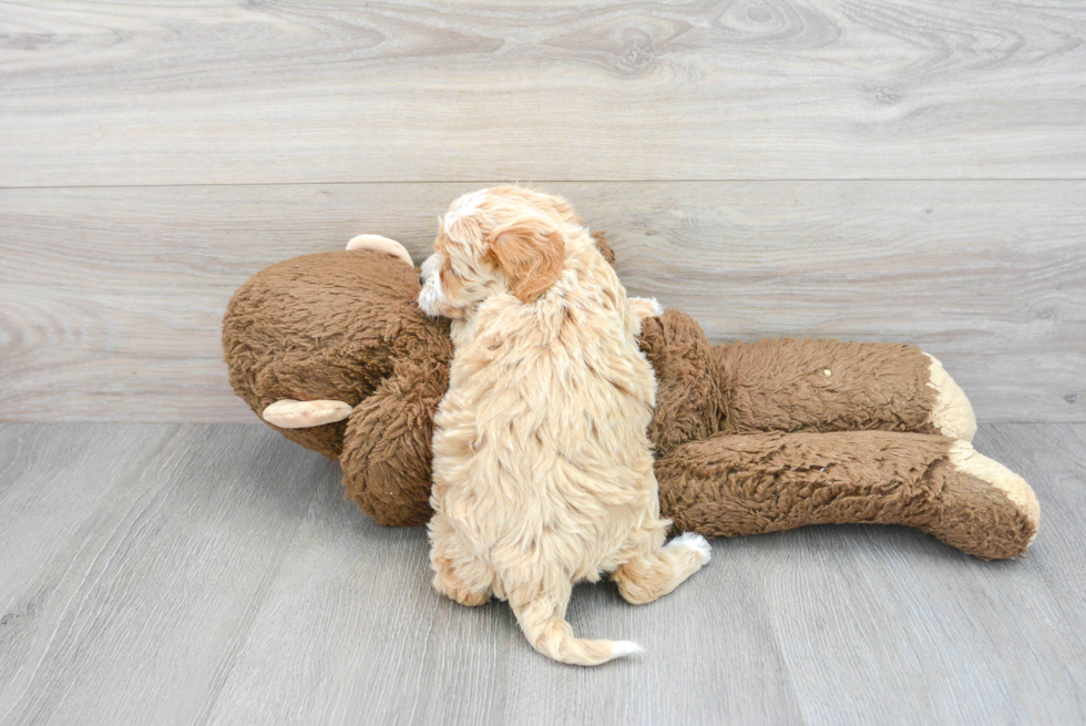 Mini Labradoodle Puppy for Adoption