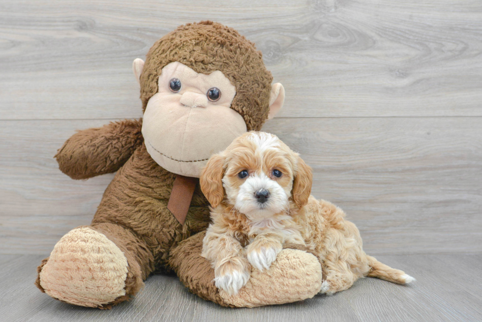 Popular Mini Labradoodle Poodle Mix Pup