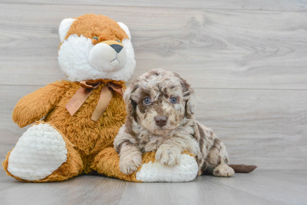 Best Mini Labradoodle Baby