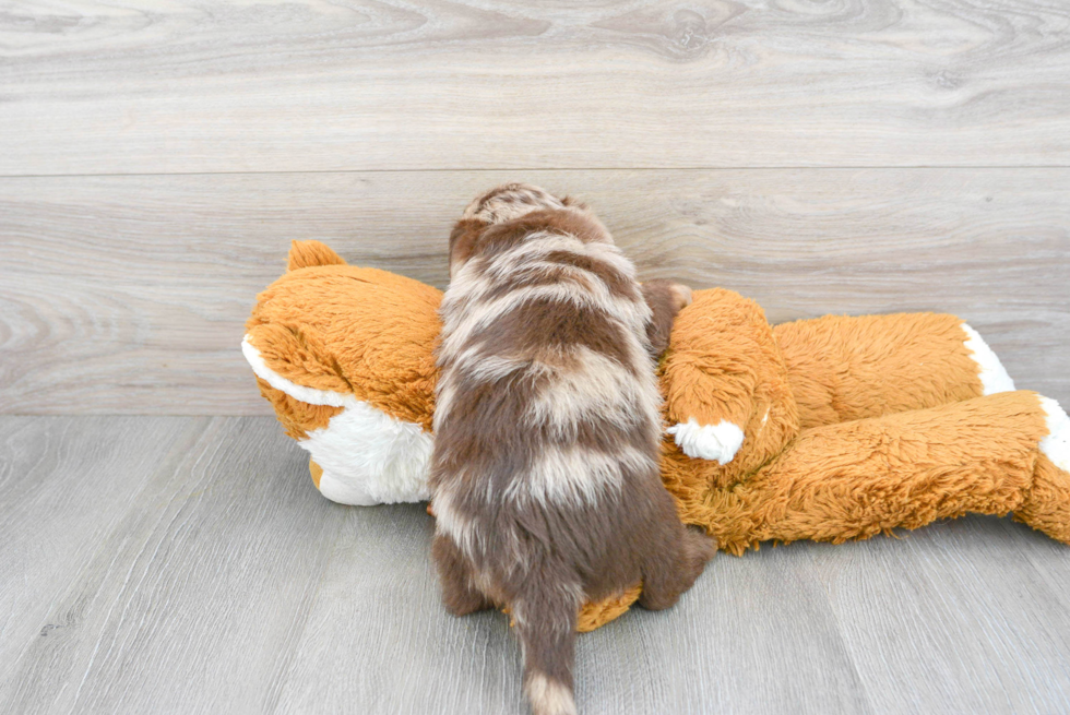 Fluffy Mini Labradoodle Poodle Mix Pup