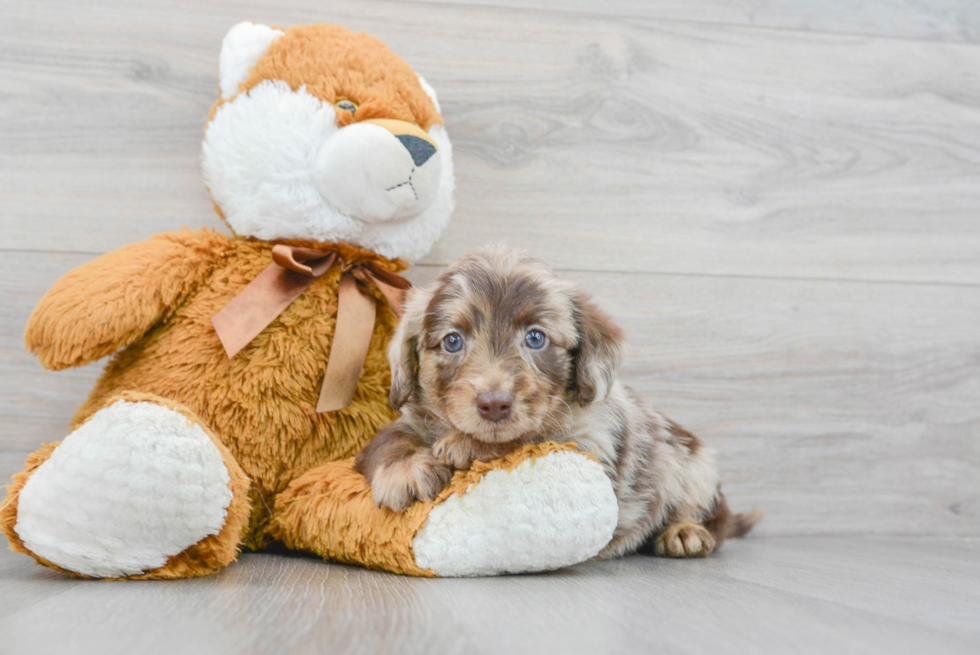 Petite Mini Labradoodle Poodle Mix Pup