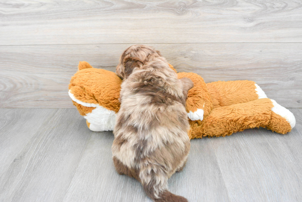 Best Mini Labradoodle Baby