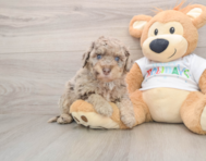 5 week old Mini Labradoodle Puppy For Sale - Premier Pups