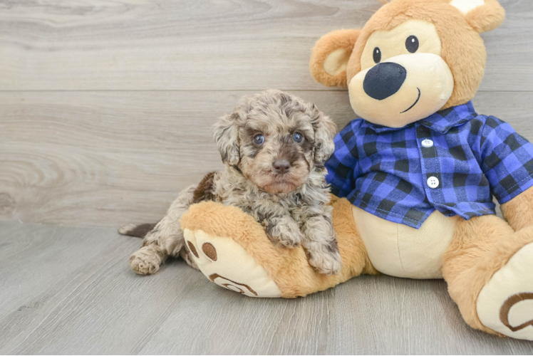 Hypoallergenic Labrapoo Poodle Mix Puppy