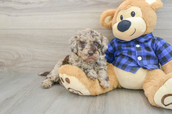 Hypoallergenic Labrapoo Poodle Mix Puppy