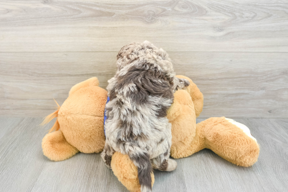 Mini Labradoodle Puppy for Adoption