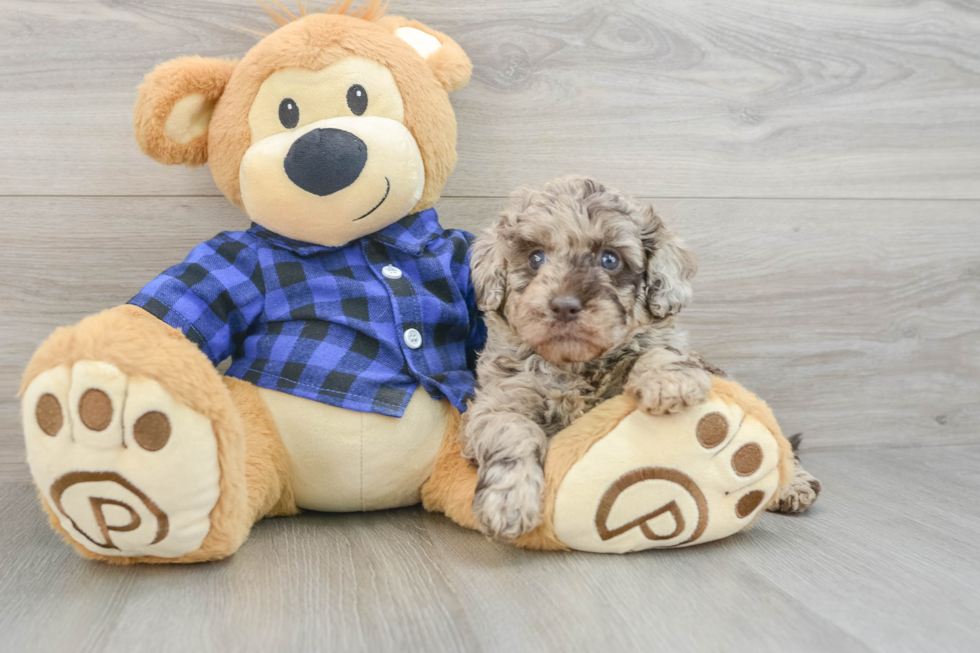 Mini Labradoodle Pup Being Cute