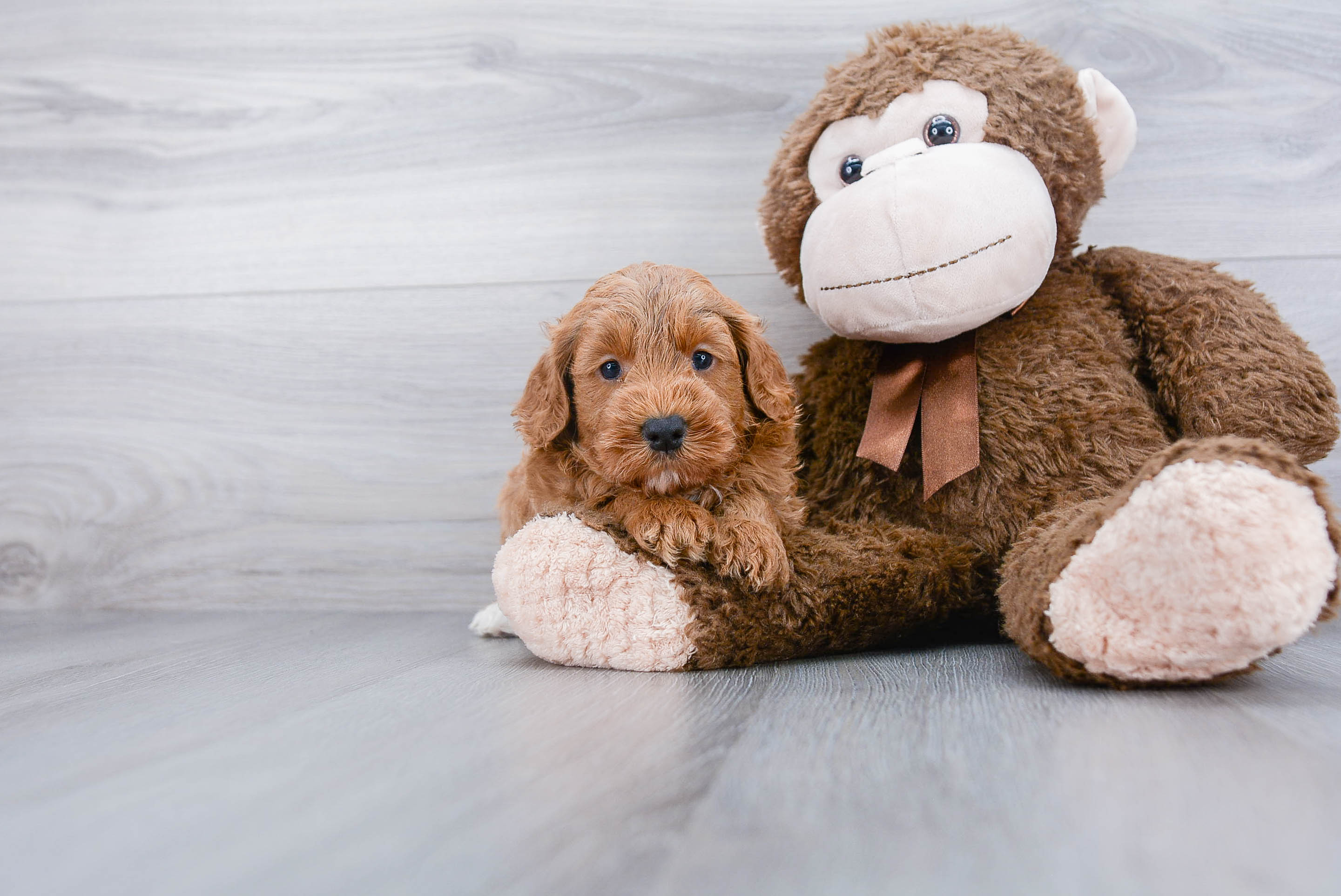 Small Mini Labradoodle Baby