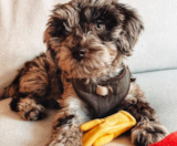 Mini Labradoodle Puppies For Sale Premier Pups