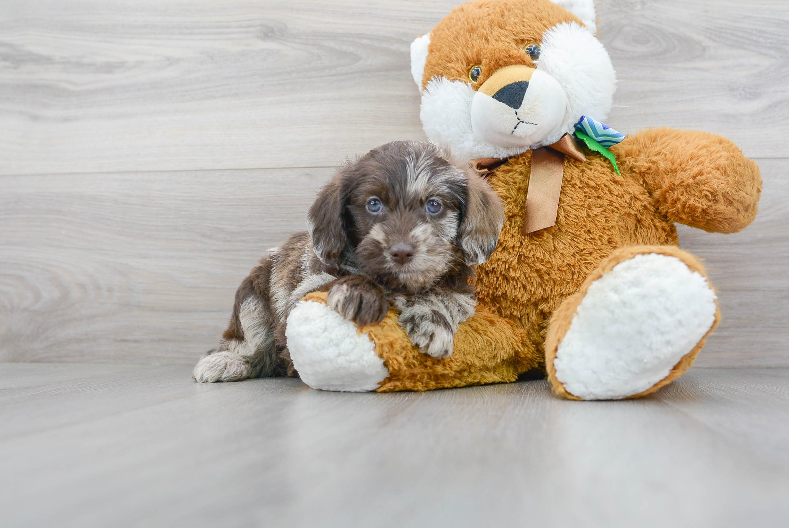Cute Mini Labradoodle Baby