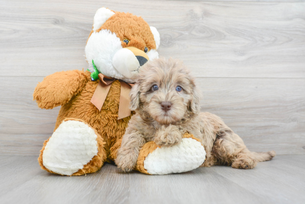 Best Mini Labradoodle Baby