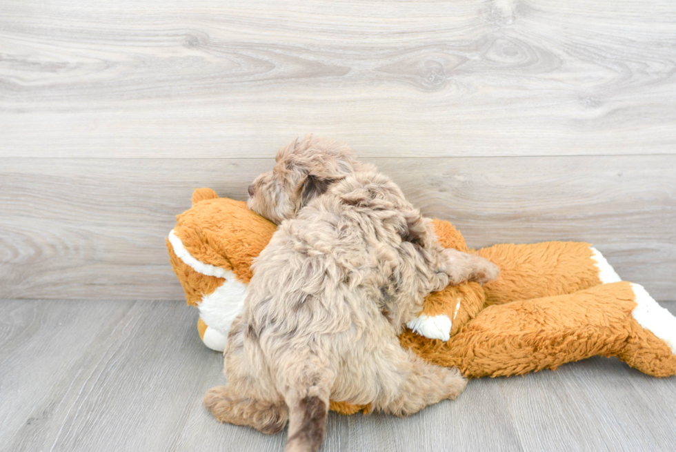 Petite Mini Labradoodle Poodle Mix Pup
