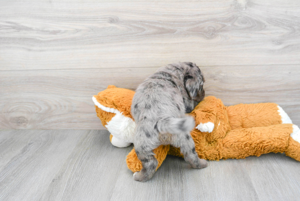 Happy Mini Labradoodle Baby