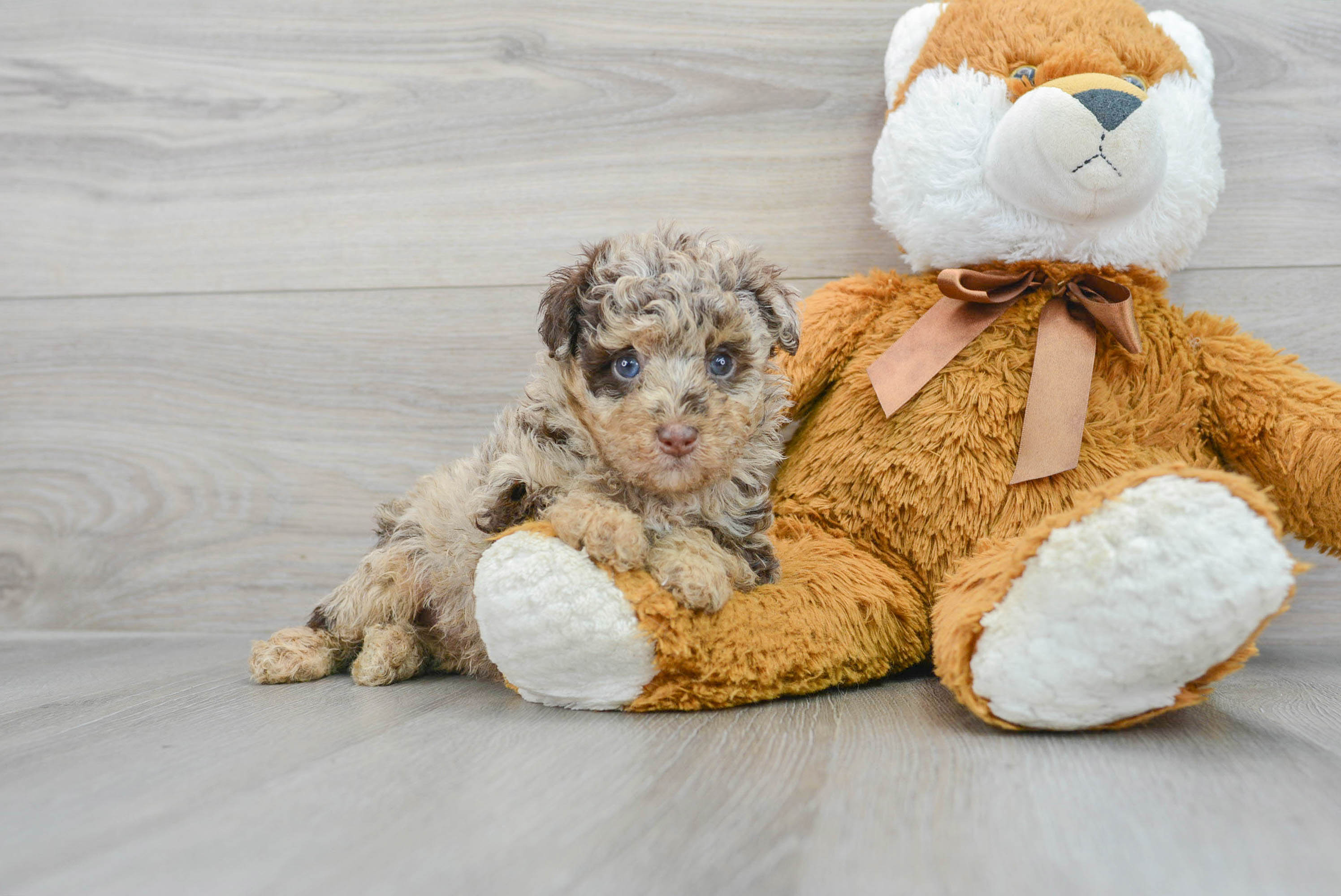 Sweet Mini Labradoodle Baby