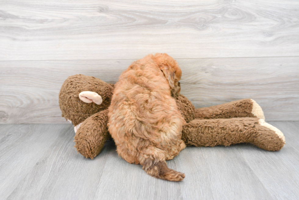 Petite Mini Labradoodle Poodle Mix Pup