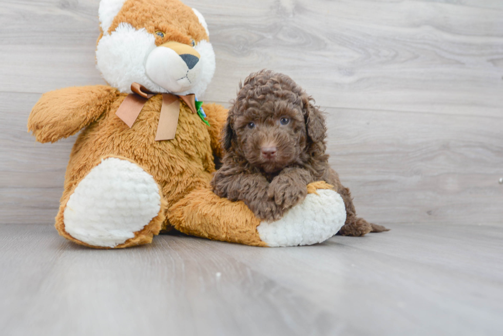 Cute Mini Labradoodle Baby