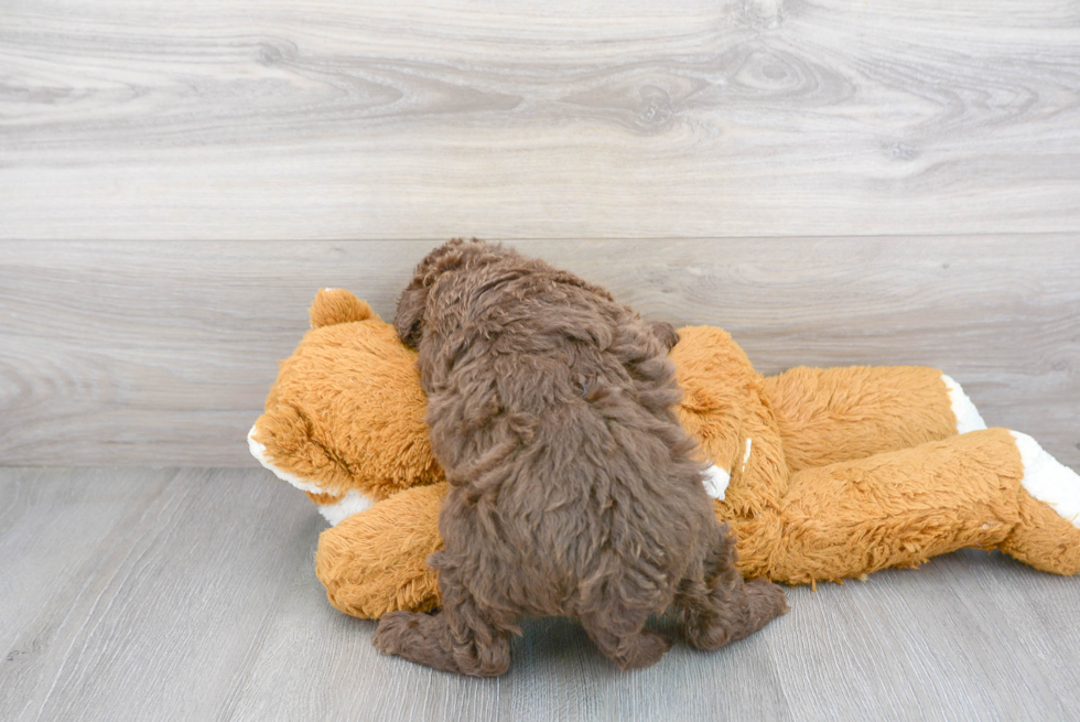 Petite Mini Labradoodle Poodle Mix Pup