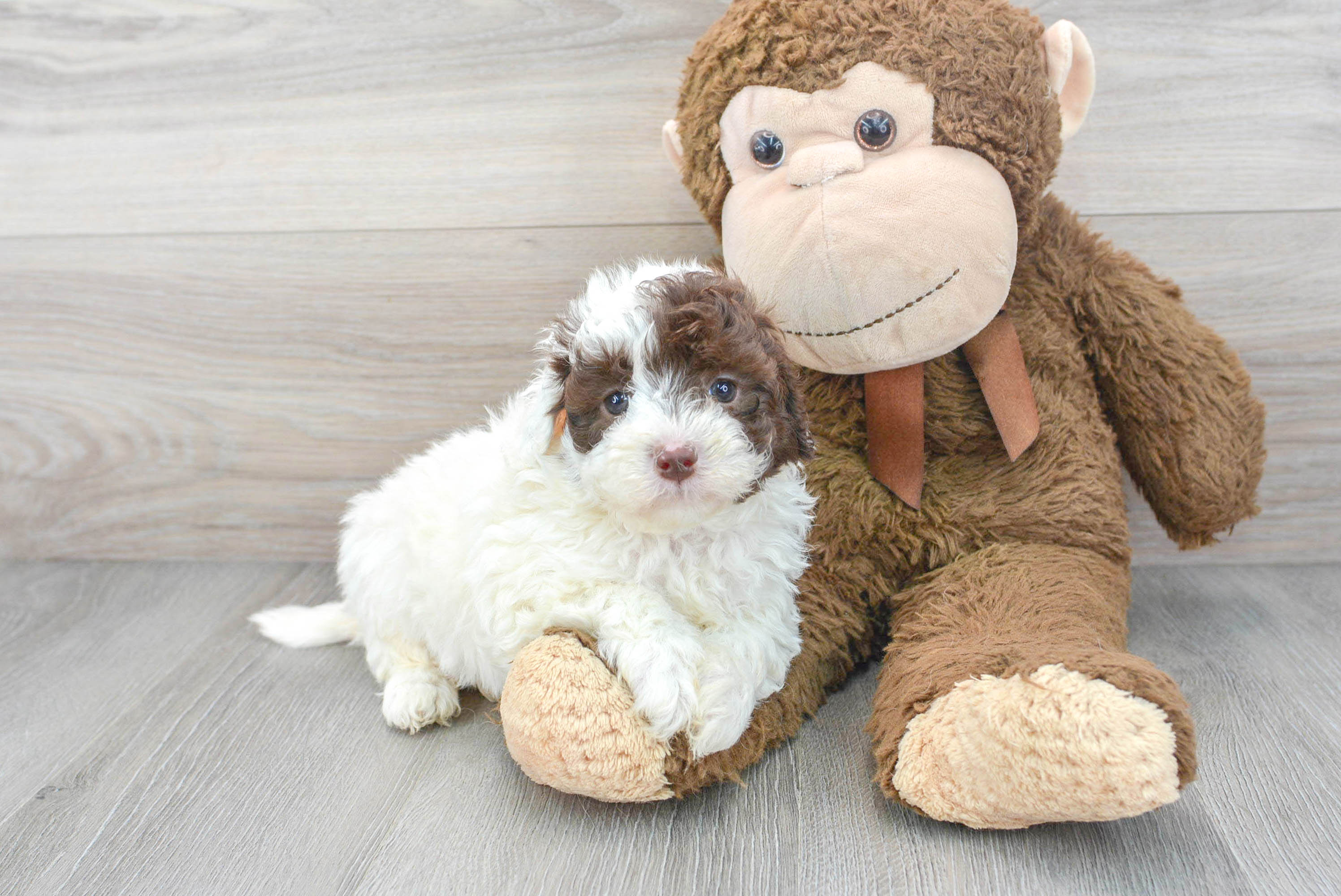 Best Mini Labradoodle Baby