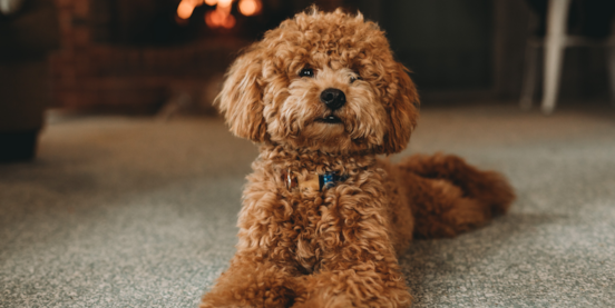 Mini Labradoodle Size Guide: How Big Do Mini Labradoodles Get?