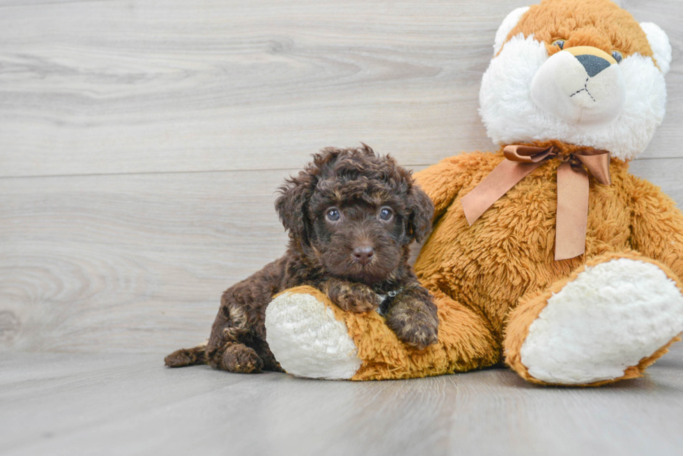 Mini Labradoodle Pup Being Cute