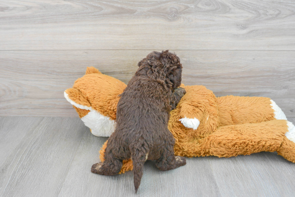 Cute Mini Labradoodle Baby