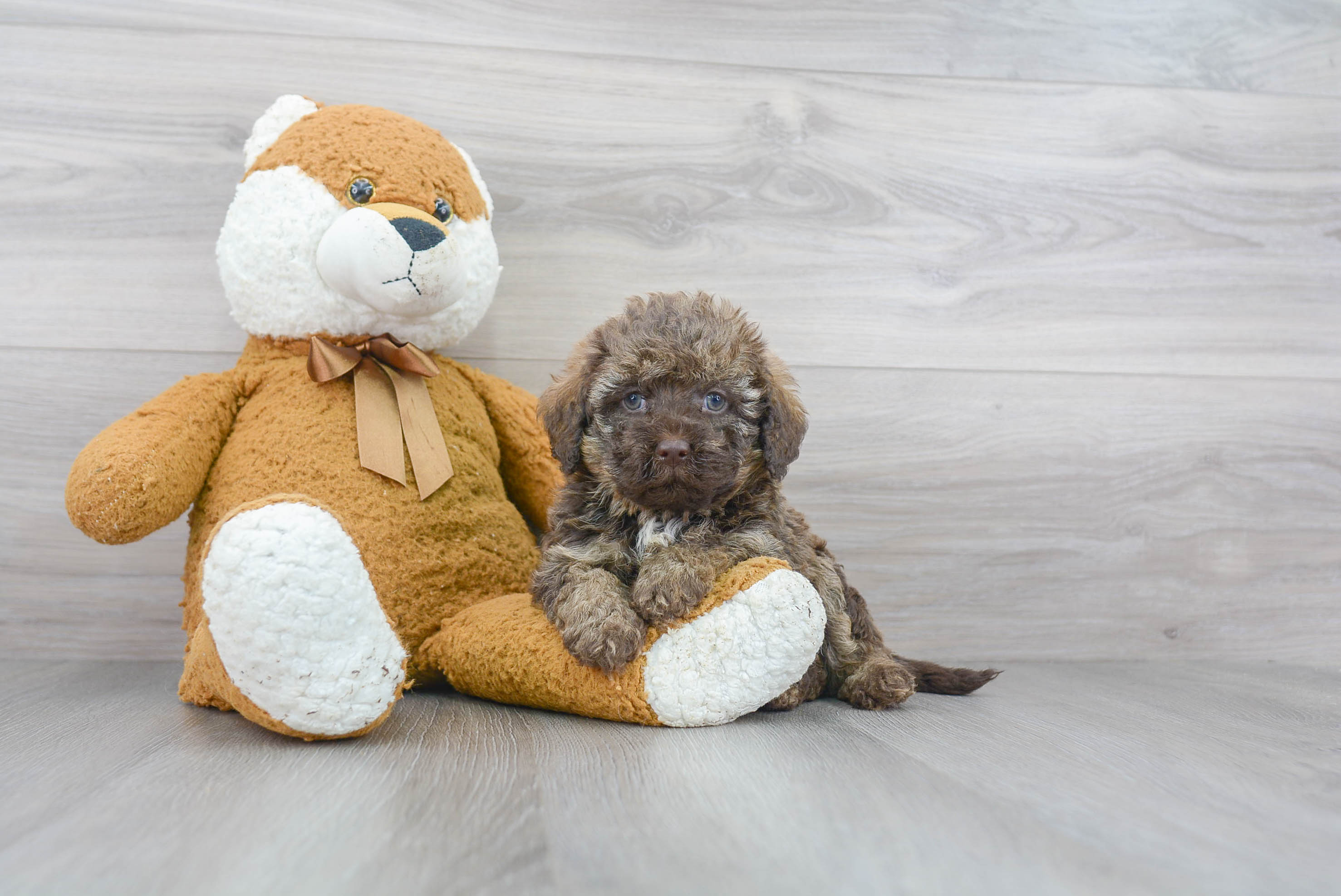 Funny Mini Labradoodle Poodle Mix Pup