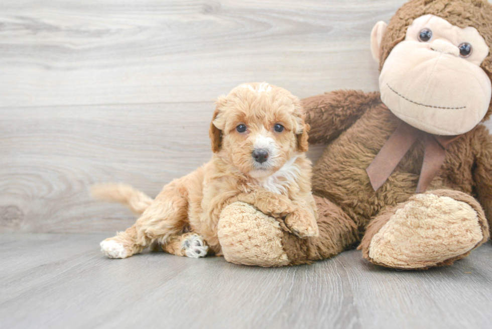 Little Labrador Poodle Mix Puppy