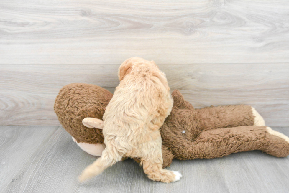Mini Labradoodle Pup Being Cute
