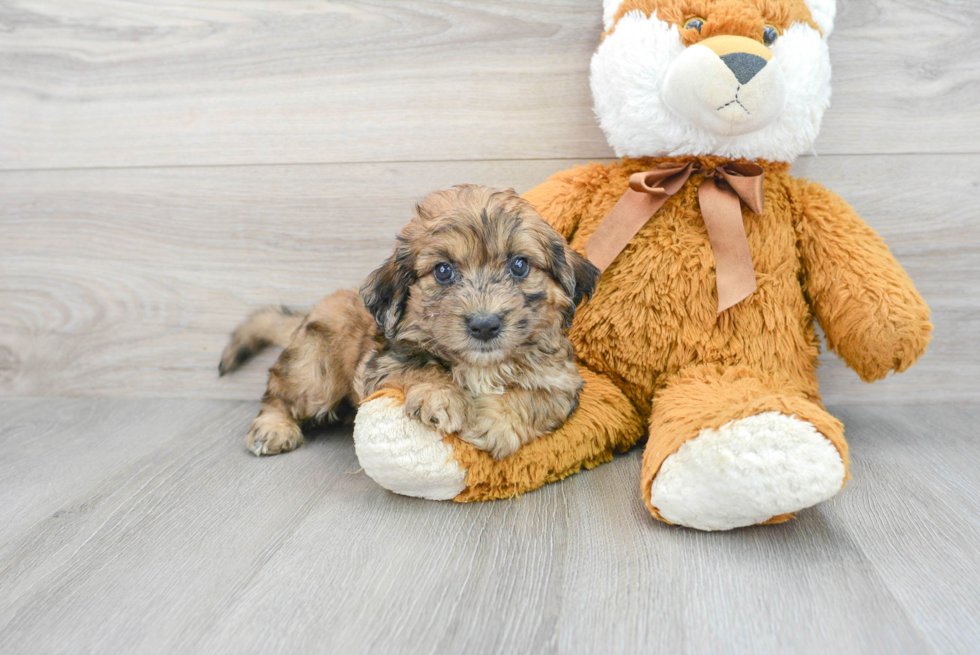 Best Mini Labradoodle Baby