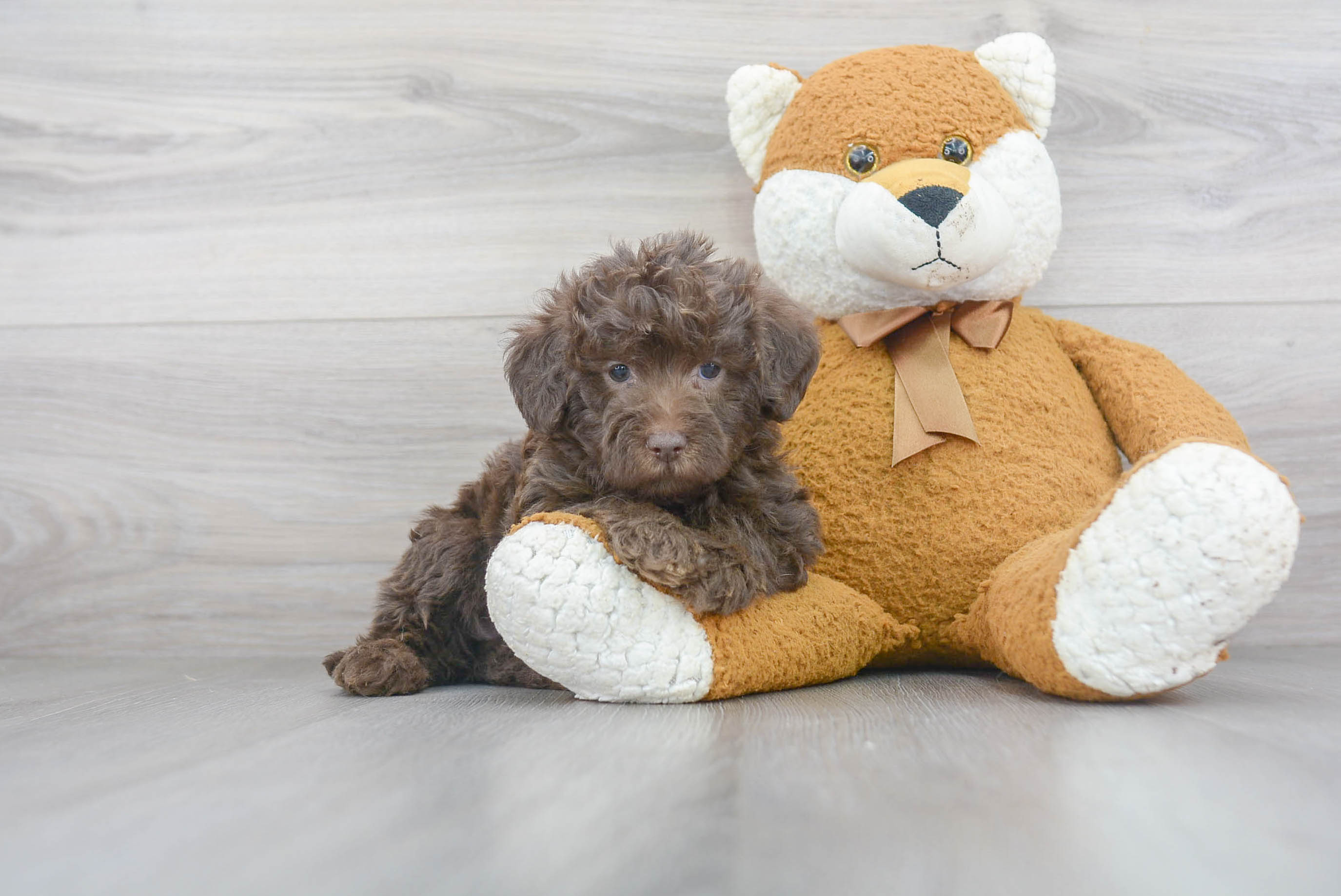 Playful Labrador Poodle Mix Puppy