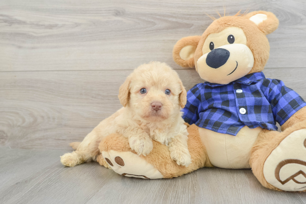 Fluffy Mini Labradoodle Poodle Mix Pup